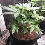 Witches Wedding Seedman Indoor Fall