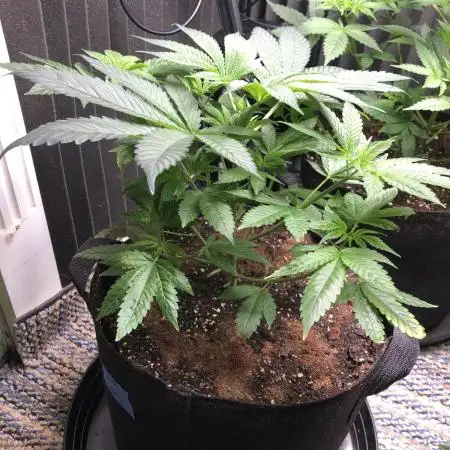 Witches Wedding Seedman Indoor Fall