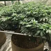 Silver Widow Kannabaia Indoor Summer