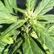 Big Jack Auto Outdoor Spring 26'