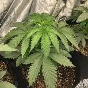 Big Berry Boom Boom Sensi Indoor Fall