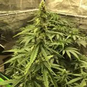 Purple Mimosa XL Auto Indoor Spring 26