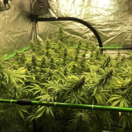 WSE Purple Haze Indoor 4x4 Summer