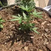 Big Jack Auto Outdoor Spring 26'