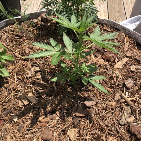 Big Jack Auto Outdoor Spring 26'