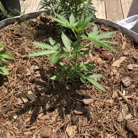Big Jack Auto Outdoor Spring 26'