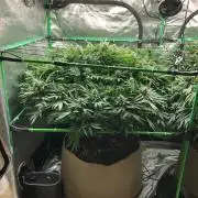 Karibbean Mango Indoor Spring 26