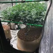 Mexican Sativa Kannabaia Indoor Summer