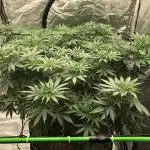 Euphoria Divine Seeds Indoor Fall