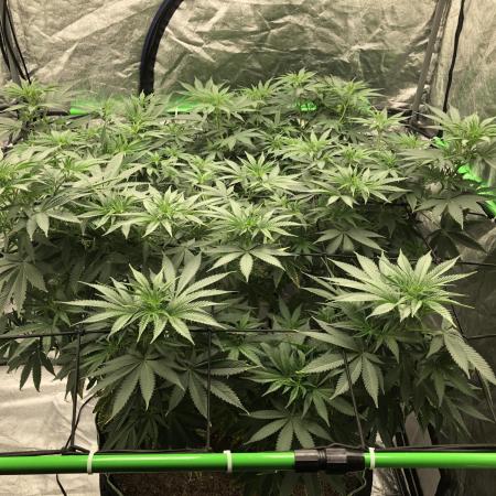 Euphoria Divine Seeds Indoor Fall