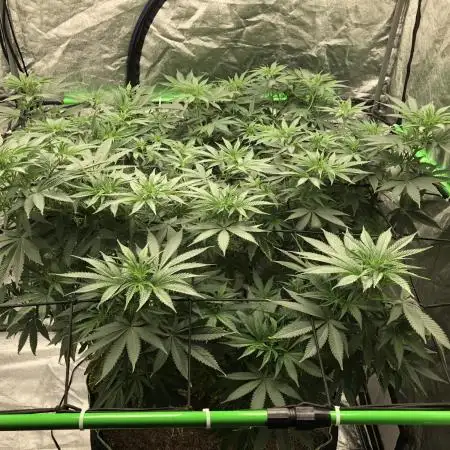 Euphoria Divine Seeds Indoor Fall