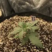 Purple Dream Auto Indoor Late Summer