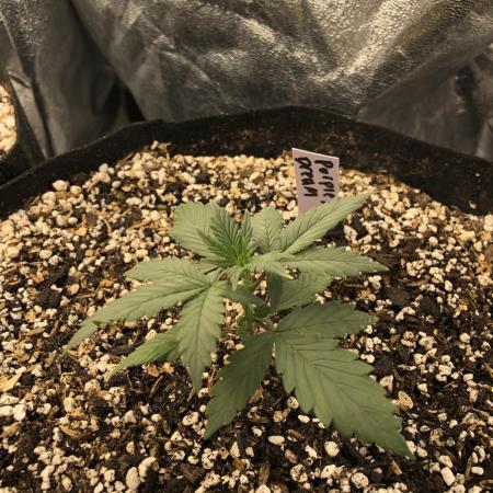 Purple Dream Auto Indoor Late Summer