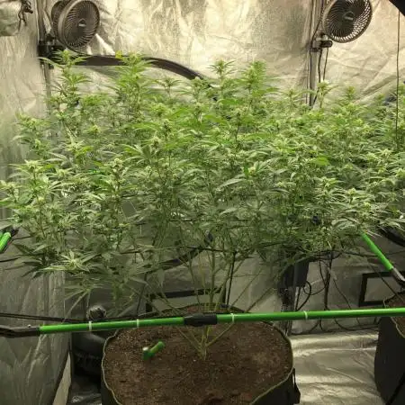 Gorilla Melon Fast Buds Indoor Fall