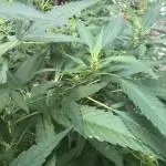 WSE Bubblegum First Outdoor