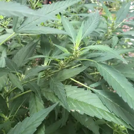 WSE Bubblegum First Outdoor