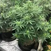 Neville's Haze Auto Spliff Seeds Indoor