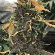 LSD-25 Auto Fast Buds Indoor Spring 26