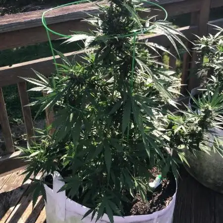 Fast Buds Stardawg Auto Outdoor
