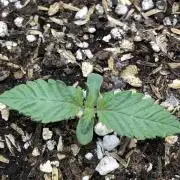 Lemonchello Haze Seedsman Indoor Summer