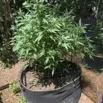 WSE Bubblegum First Outdoor