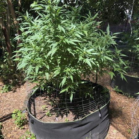 WSE Bubblegum First Outdoor