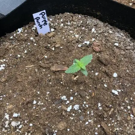 Purple Punch 00 Indoor Scrog Fall