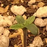 Acapulco Gold SeedSupreme Indoor Summer
