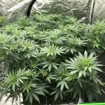 Euphoria Divine Seeds Indoor Fall