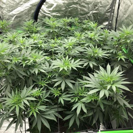 Euphoria Divine Seeds Indoor Fall