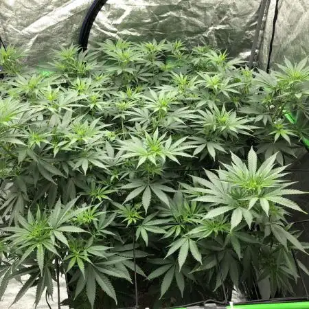 Euphoria Divine Seeds Indoor Fall