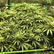 Colombian Jack Kannabia Indoor Spring 26