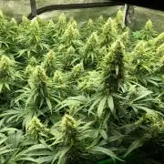 White Domina Kannabia Indoor Spring 26