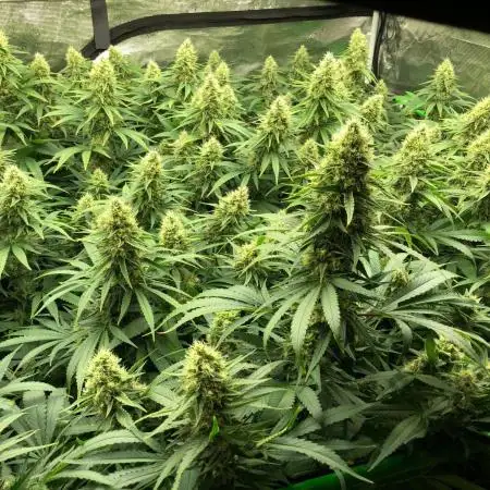 White Domina Kannabia Indoor Spring 26