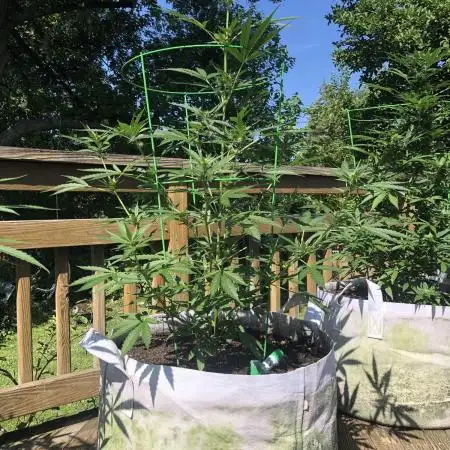 Divine Seeds Big Demon Auto Outdoor