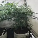 00 Gorilla Fast Indoor Summer