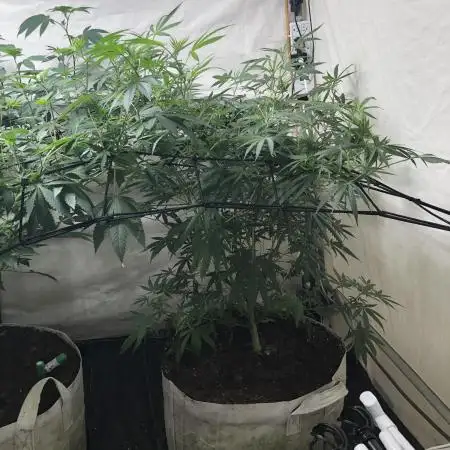 00 Gorilla Fast Indoor Summer