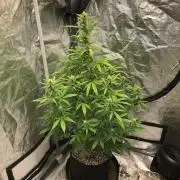 Strawberry Haze Auto Indoor Late Summer