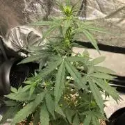 Mikromachine Auto Indoor Late Summer
