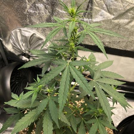Mikromachine Auto Indoor Late Summer