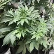 Lemonchello Haze Seedsman Indoor Summer