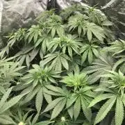 Silver Widow Kannabaia Indoor Summer