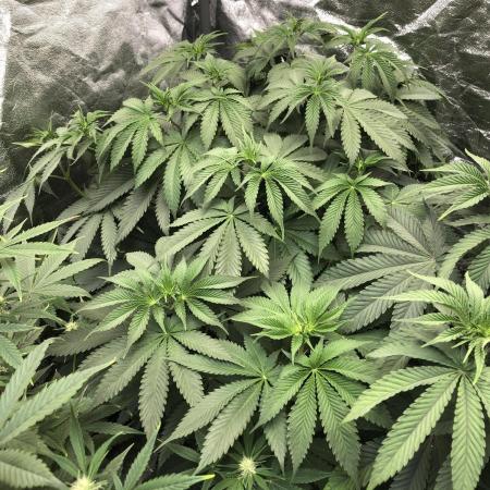 Silver Widow Kannabaia Indoor Summer