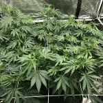 Purple Punch 00 Indoor Scrog Fall