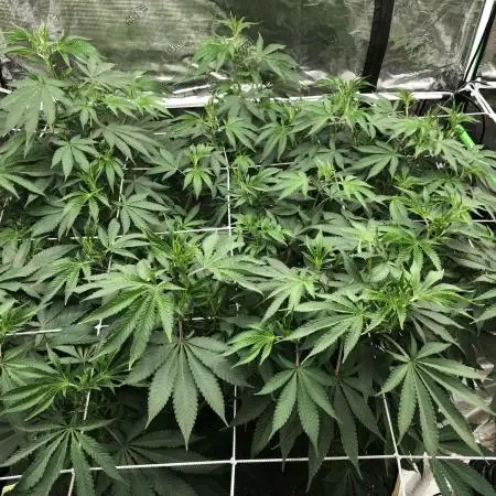Purple Punch 00 Indoor Scrog Fall