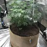 Witches Wedding Seedman Indoor Fall
