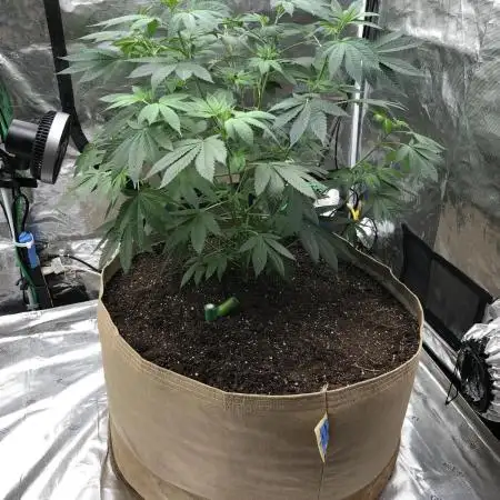 Witches Wedding Seedman Indoor Fall