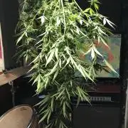 Pine Auto Outdoor Spring 26'