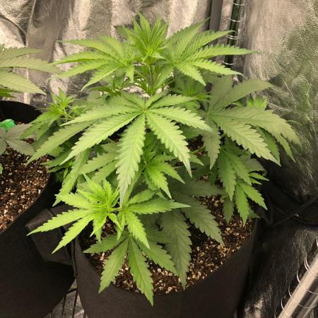 Northern Lights #5 Haze Cinderella 99