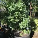 Seedsman Peyote Gorilla First Outdoor